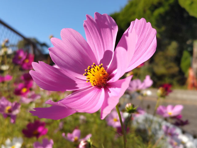 種まきは８月頃に！