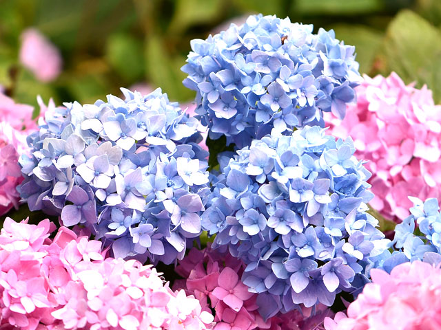 えぼしスポーツの里では、いろんな色のあじさいが咲きます！