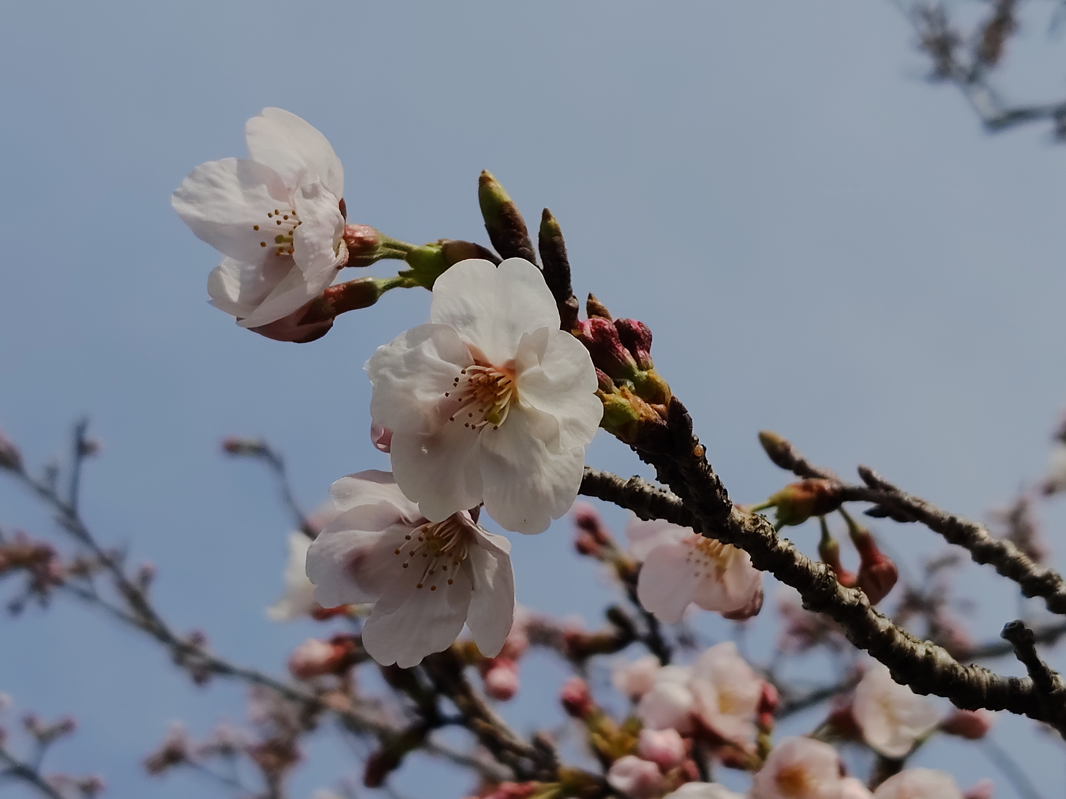 お待たせしました! えぼしのサクラ開花発表〜〜ッ!