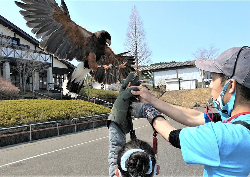 鷹パフォーマンスショー