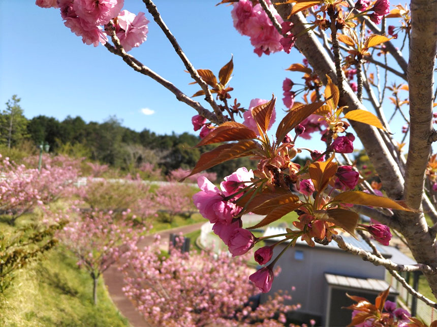 ドッグランの八重桜