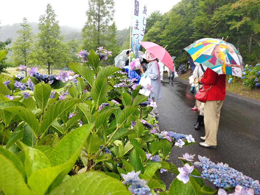 あじさい園散策