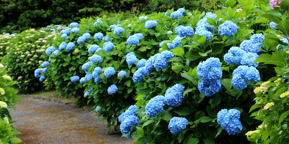 あじさい園