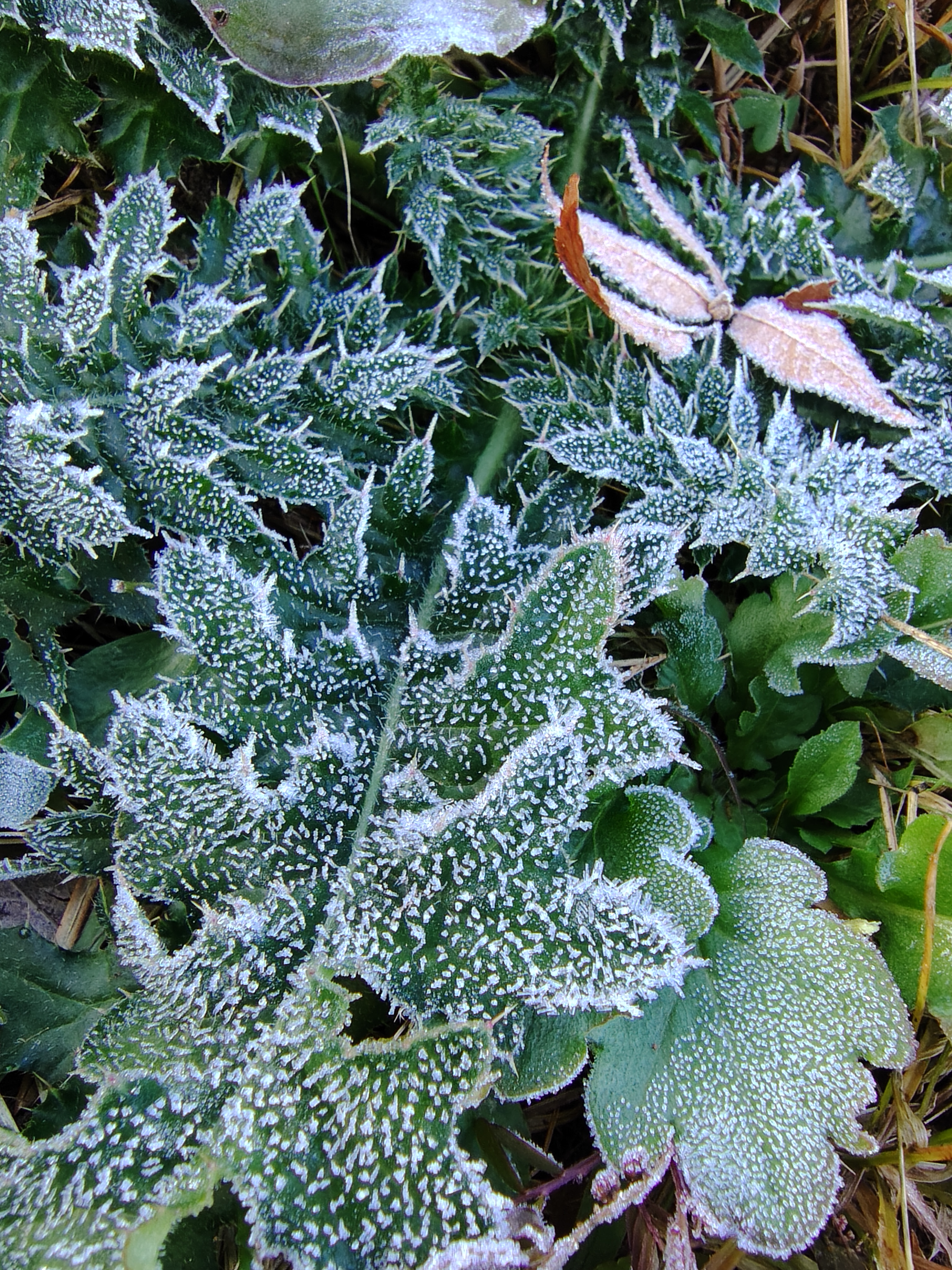 えぼしに初霜。ぐっと冷え込んだ朝です。