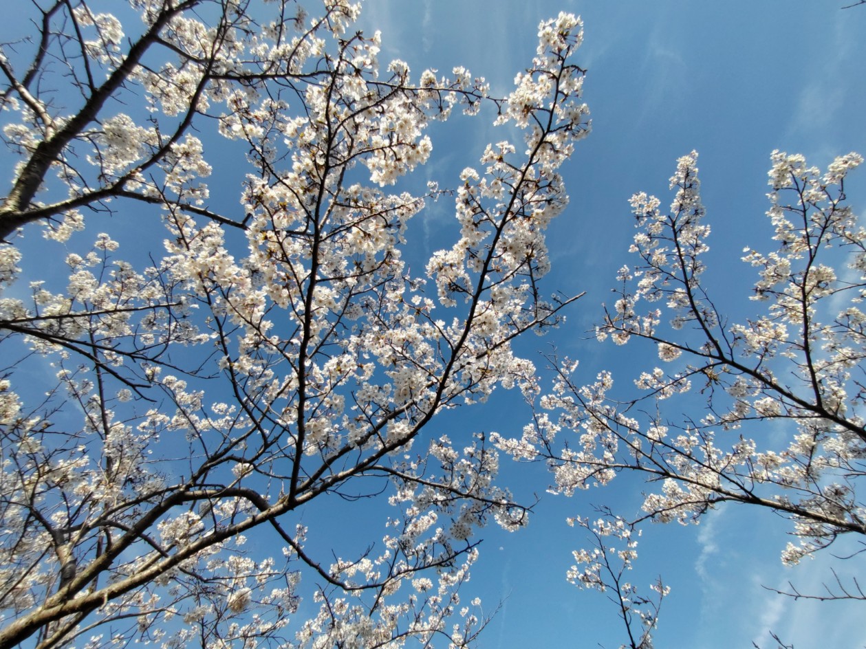 サクラほぼ満開。えぼしは春の花々でいっぱいです。