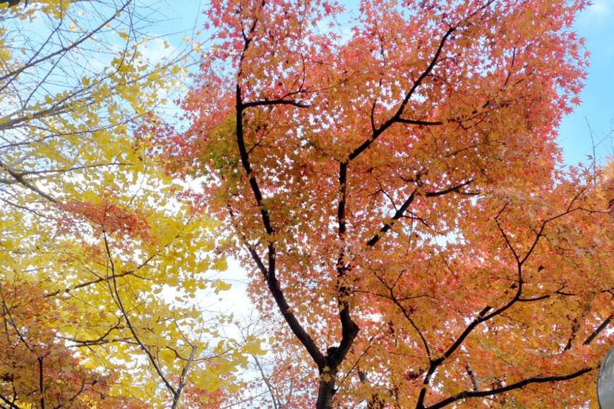 紅葉（ブナ・モミジ類）