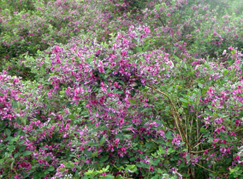 リュウキュウハギ