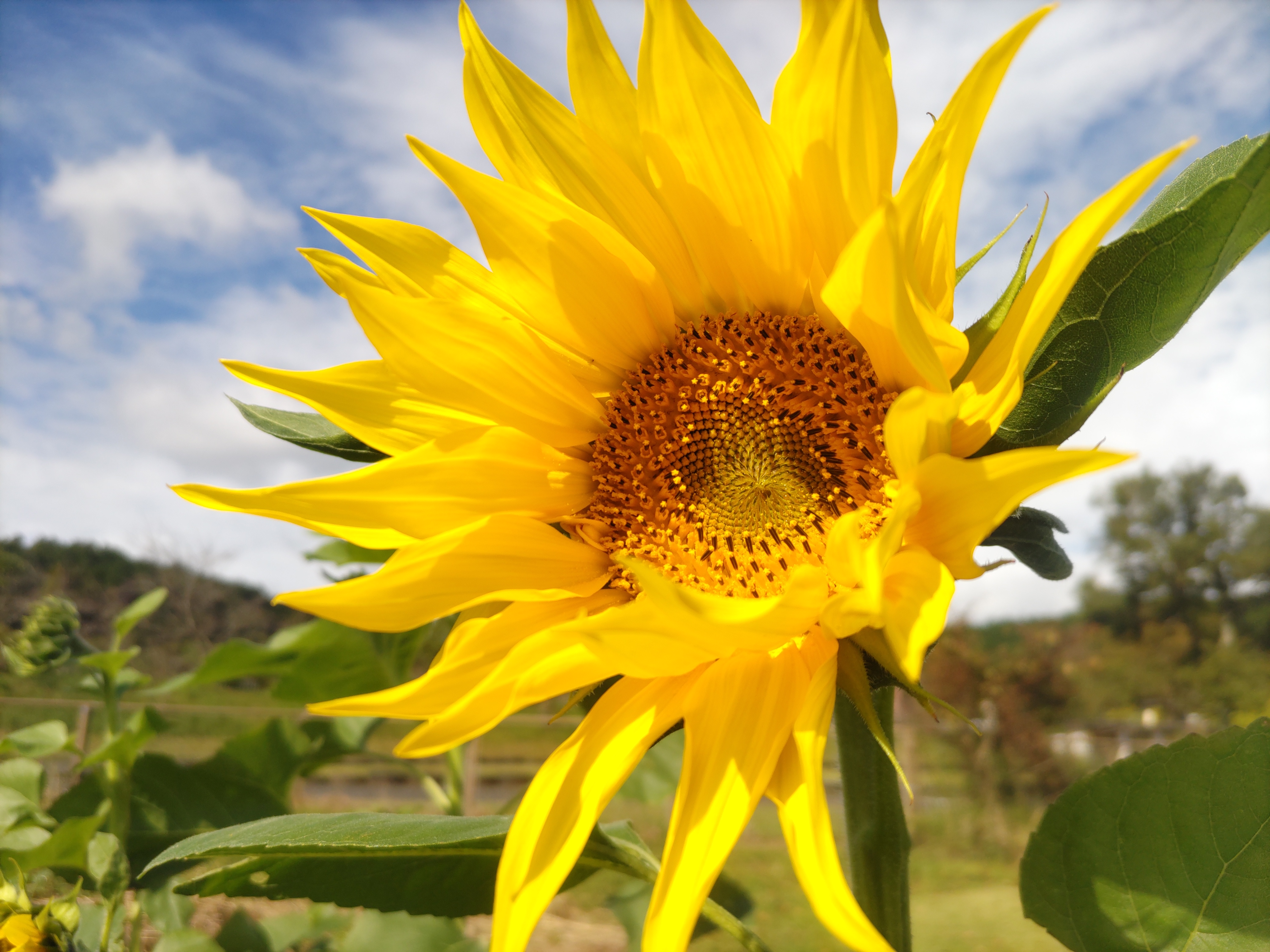 えぼし秋まつり開幕。秋のヒマワリがお出迎えです。