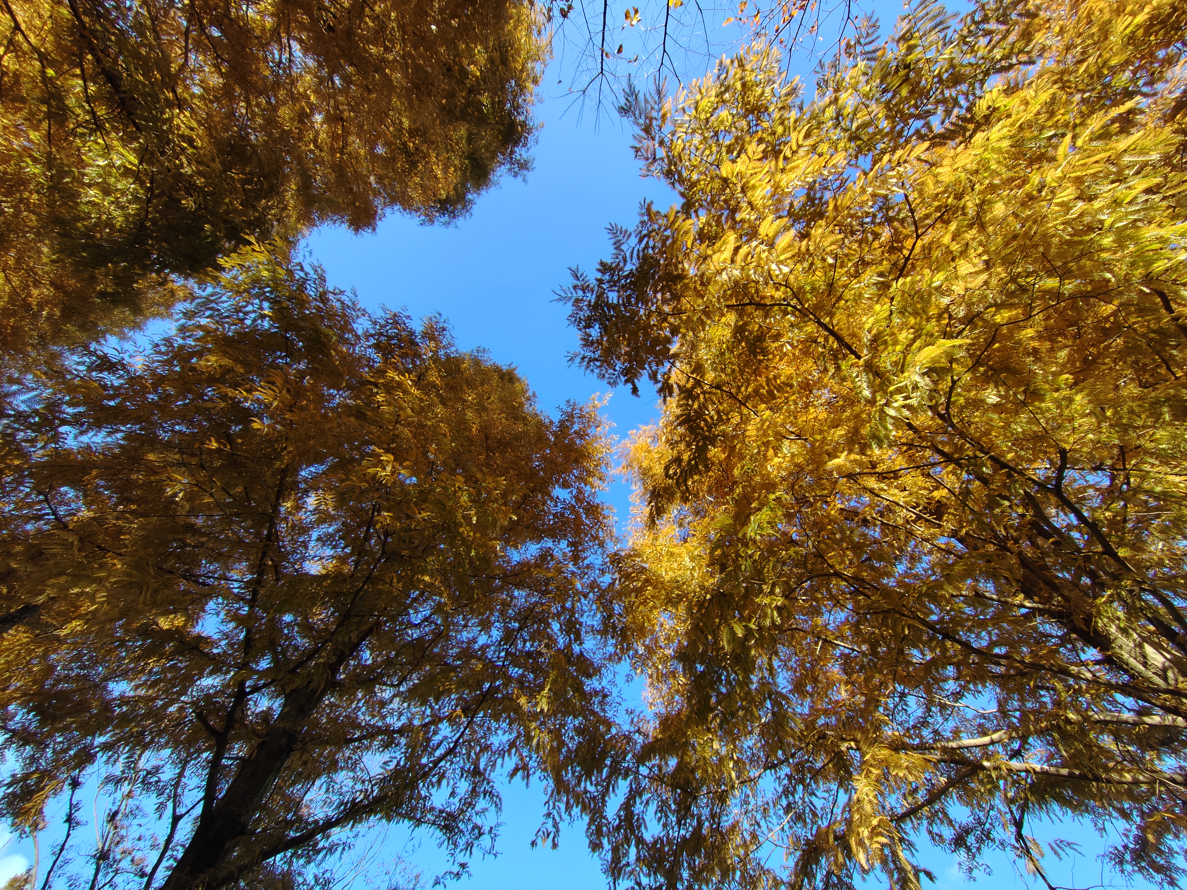 秋も終盤。来週は初雪?!の予報も。