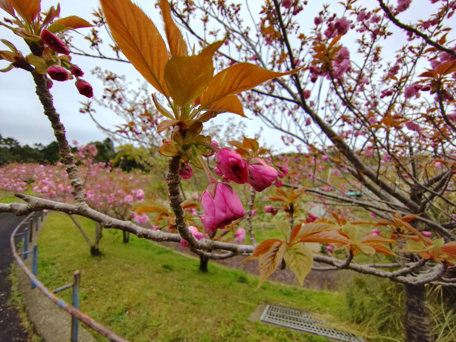 八重桜は今週末が見ごろ。　シャクヤクは満開です。
