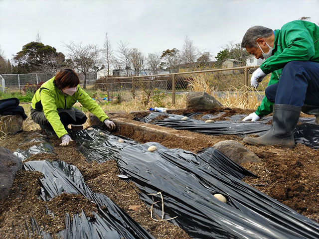 春ジャガ種芋植込