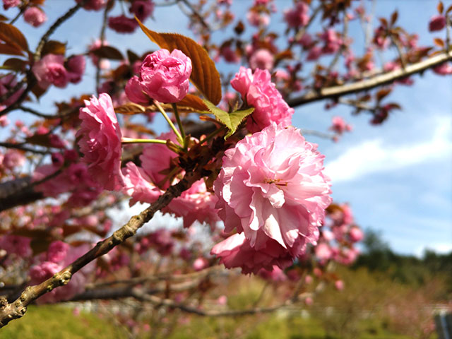 八重桜開花
