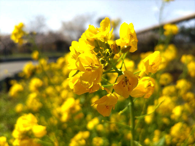 菜の花開花