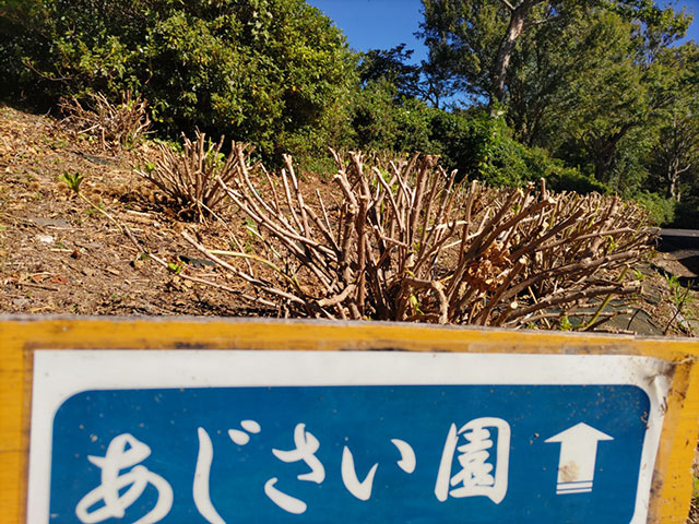 あじさい園剪定