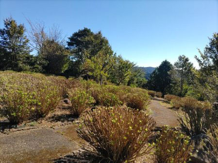 あじさい園剪定