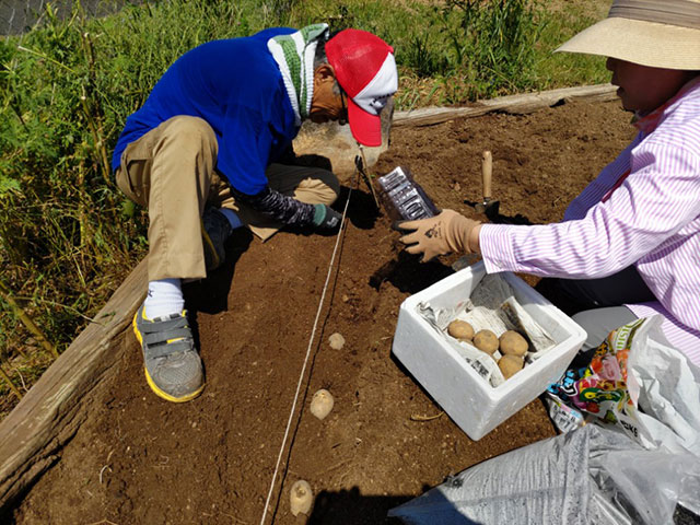 秋じゃが種芋植込