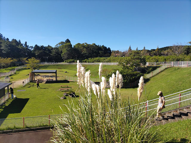 パンパスグラス開花