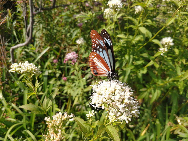 フジバカマ開花