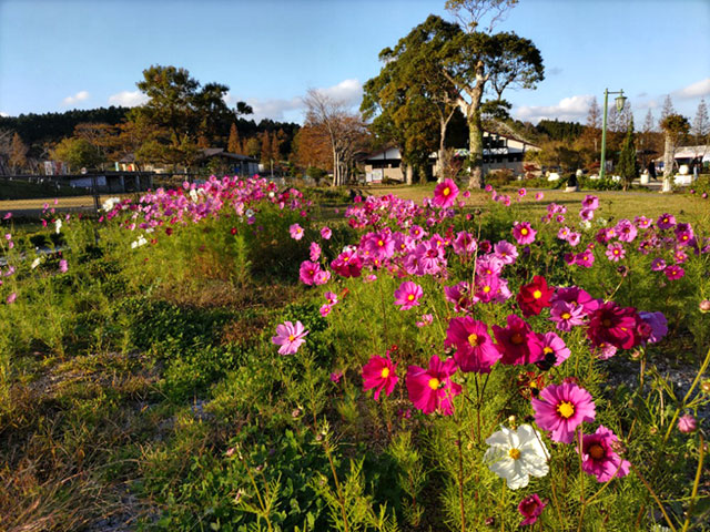 コスモス開花