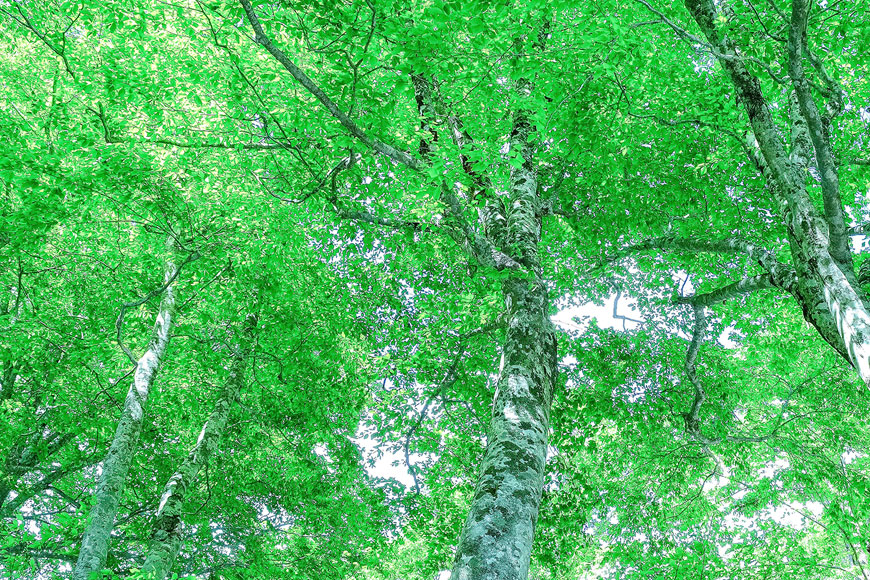 ブナ（新緑）
