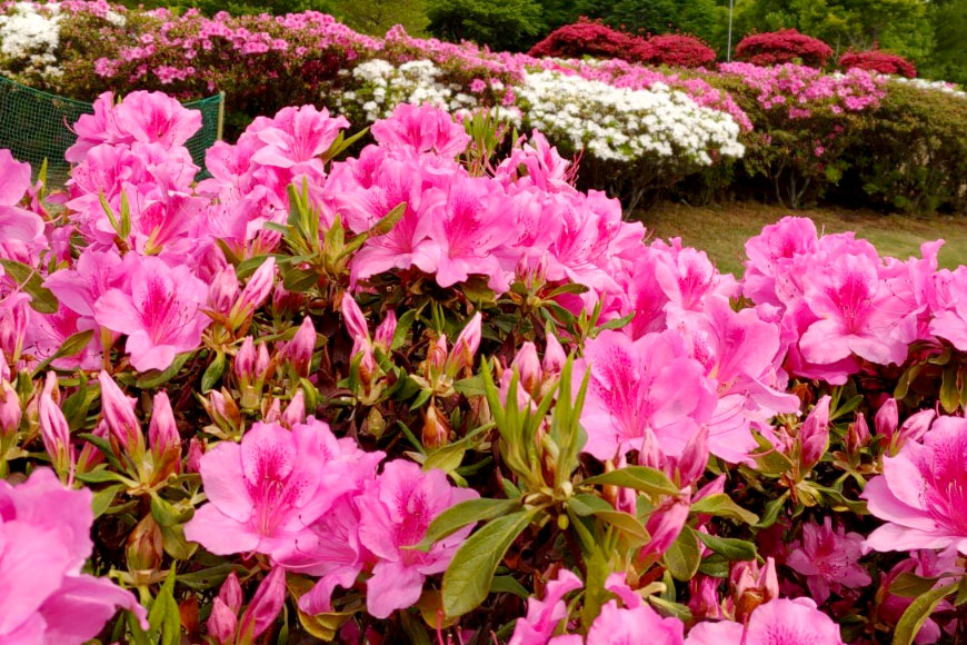 ツツジ・サツキ